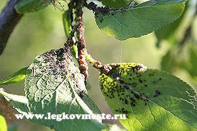 Тля на листочках сливы