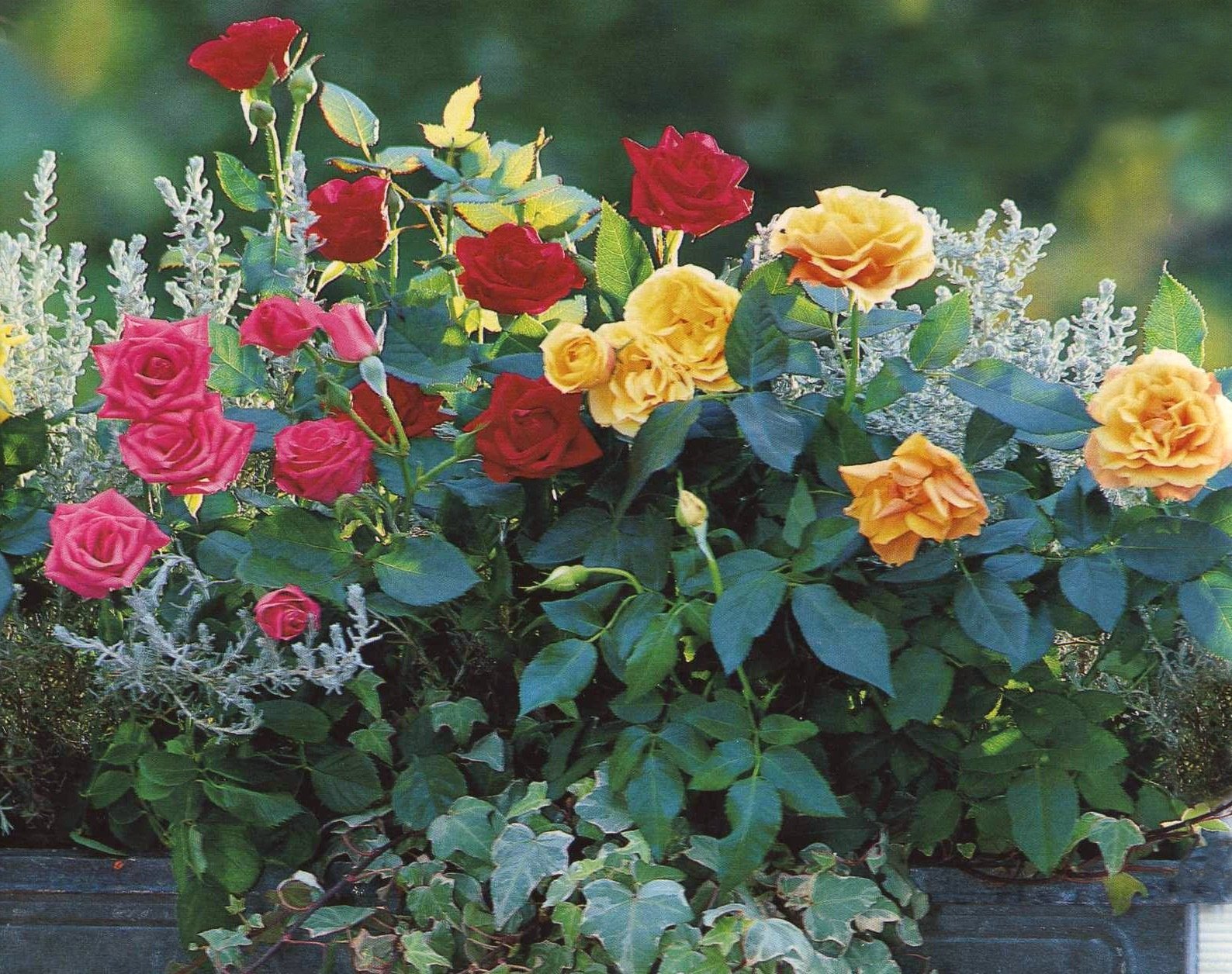 Уход за розами весной ранней и поздней, посадка и тд, видео (садовые, плетистые, комнатные).
