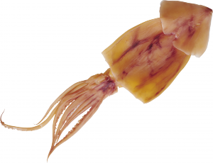 Кальмар