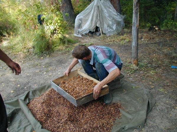 Очистка фундука от скорлупы своими руками 59