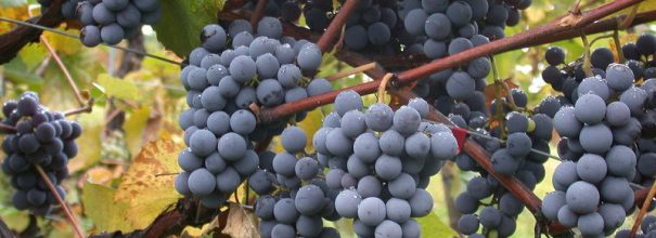Посадка саженцев винограда весной в грунт
