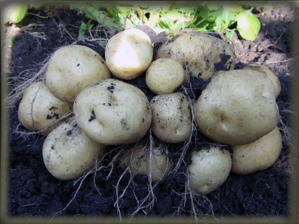 зола как удобрение для картофеля