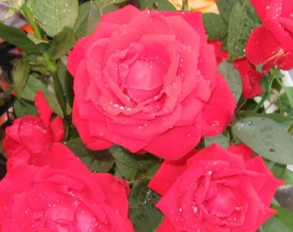 Для садовых роз зола – самое распространённое и доступное удобрение