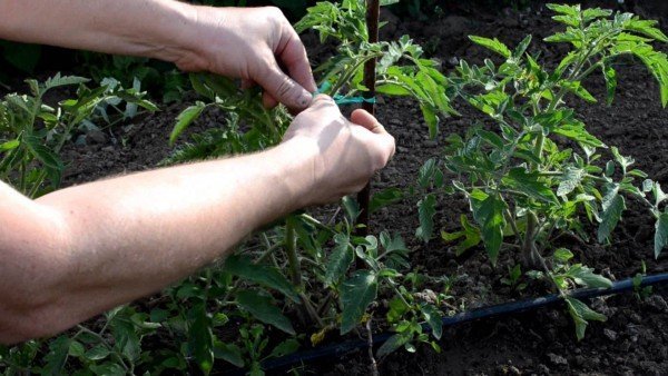 пасынкование томатов в открытом грунте