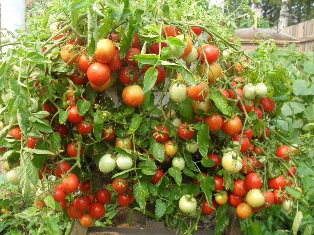 как пасынковать помидоры