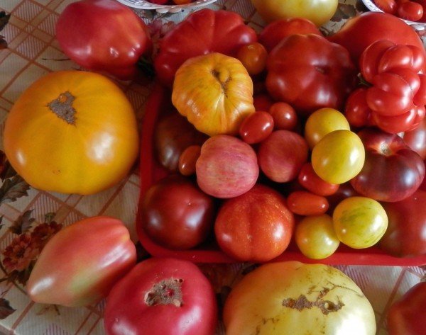 хороший урожай томатов