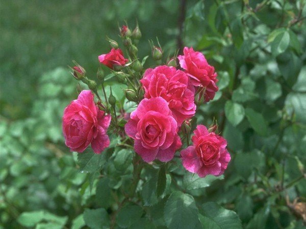 садовые розы во всей красе