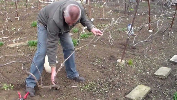 обрезка старого винограда весной