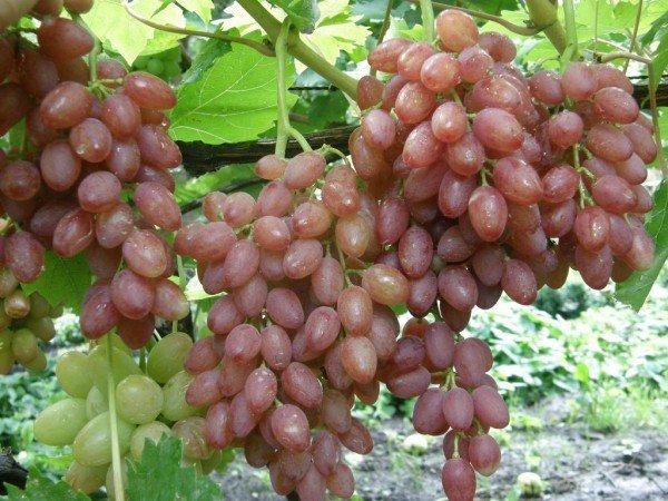 виноград киш-миш