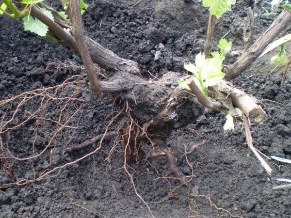 Выкопанный куст винограда