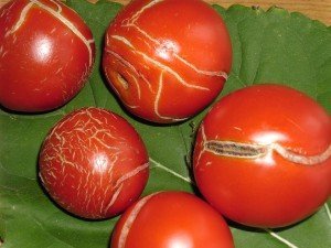 Борьба с болезнями томатов
