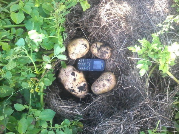 Сравнение размеров картофельных клубней с мобильным телефоном