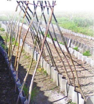 Схема посадки огурцов на шпалере в открытом грунте