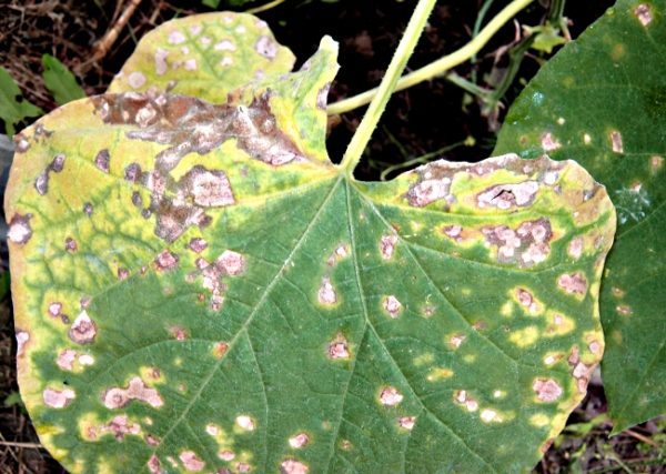 Листья огурца, пораженные бактериозом