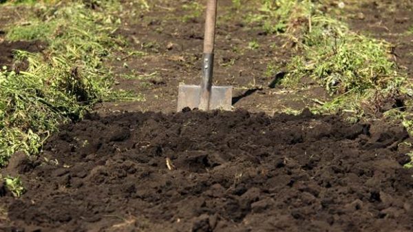 Подготовка почвы к посадке земляники