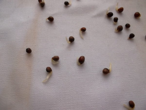 Семена капусты
