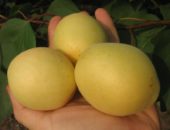 Ананасный - чудо абрикос