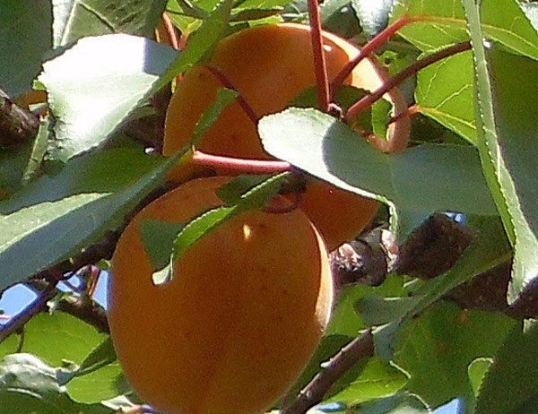 Плоды абрикоса Триумф Северный