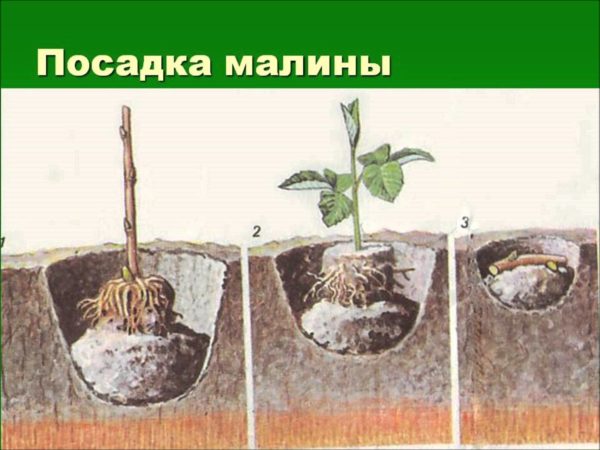 Способы посадки малины