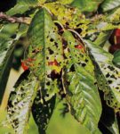 Дырчатая пятнистость листьев черешни