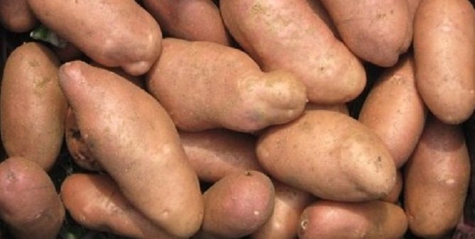 Всё о картофеле Американка - описание сорта, посадка, уход и другие аспекты+ фото