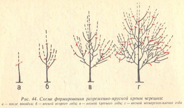 Схема обрезки вишневого дерева