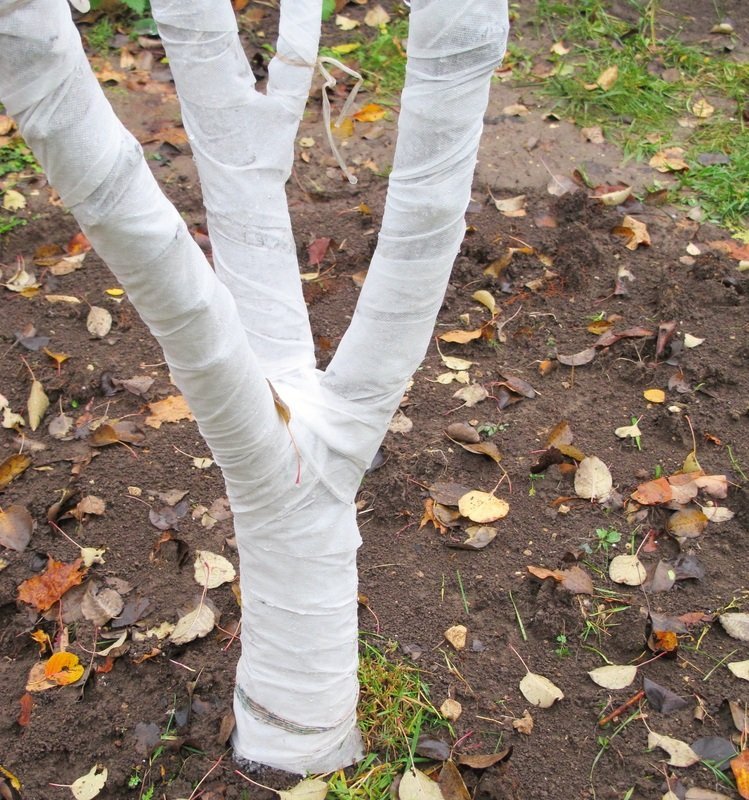 как защитить деревья от мороза