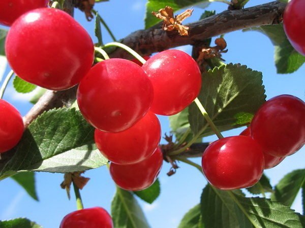 Плоды вишни Харитоновской