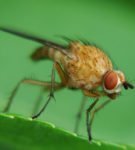 Малинная стеблевая муха