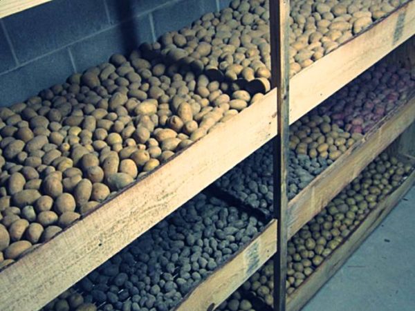 Хранение картофеля