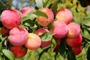 Слива Персиковая славится своими красивыми крупными плодами