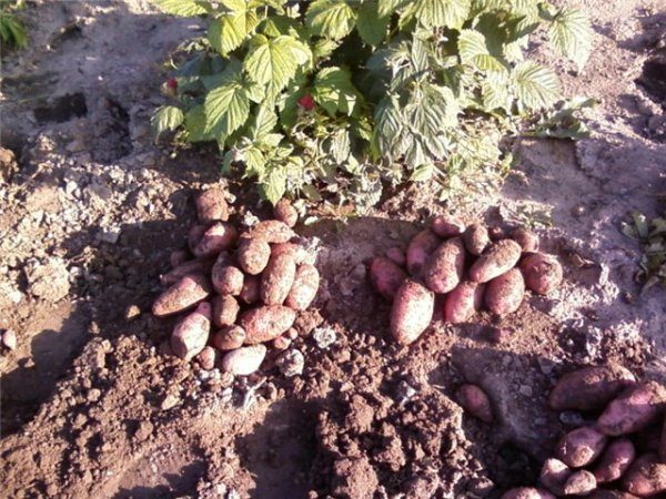 Урожай картофеля Лапоть