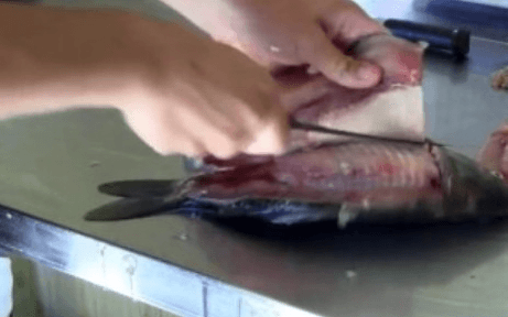 Филе рыбы отделяют от рёбер
