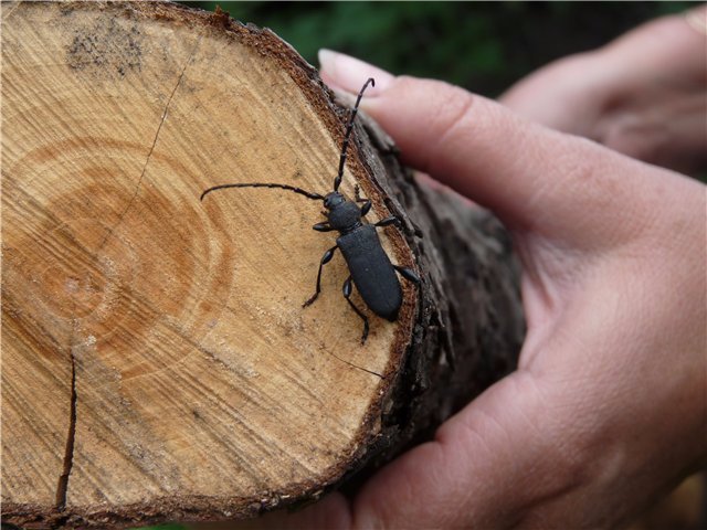 жуки которые едят дерево дома как избавиться