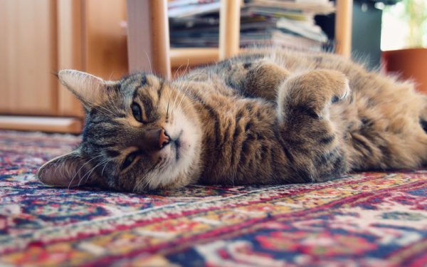 Кошка лежит на ковре