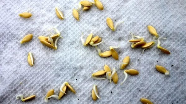 Семена огурцов после проращивания