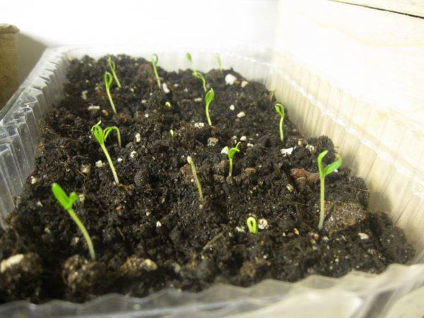 Выращивание рассады баклажанов в домашних условиях