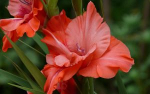 Цветок красного гладиолуса