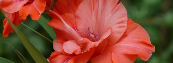 Цветок красного гладиолуса