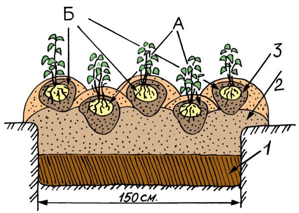 Схема посадки грядки для двух урожаев