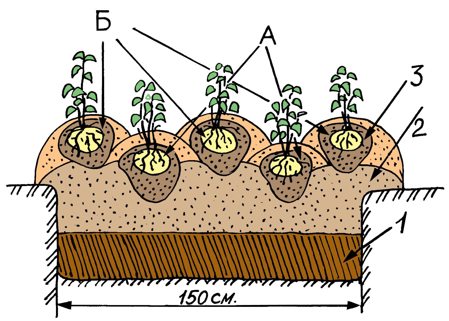Какое расстояние между посадкой картофеля. Схема посадки картофеля в гребни. Траншейный метод посадки картофеля. Технология посадки картошки. Посадка картофеля в гряды схема.