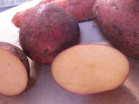 Картофельные клубни