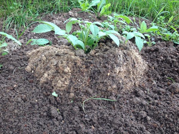 Куст картошки, растущий в яме