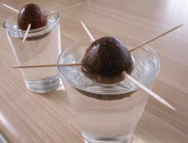 косточки авокадо в стаканах с водой