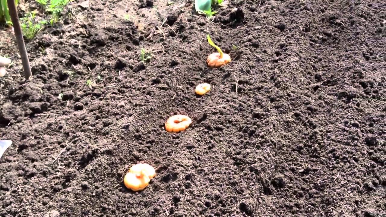 Как правильно посадить луковицы гладиолусов весной