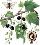 Черносмородинный ягодный пилильщик