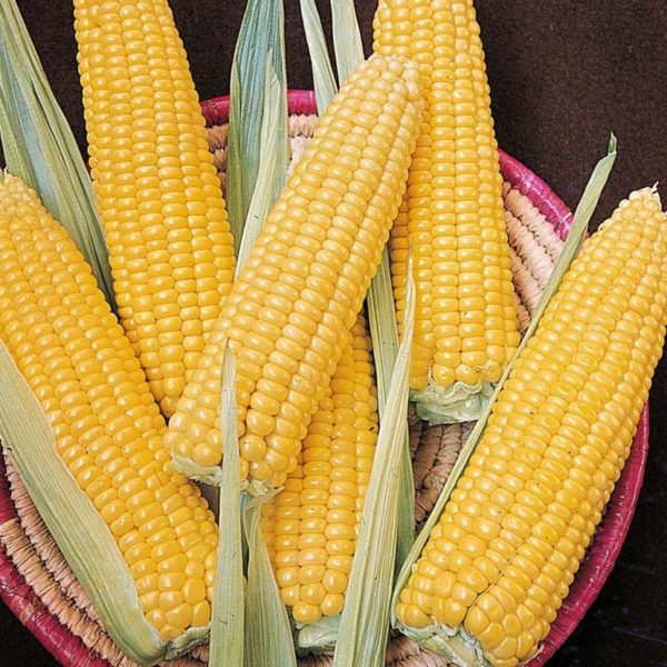 Крахмалистая кукуруза