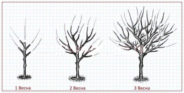 Обрезка черешни весной схема