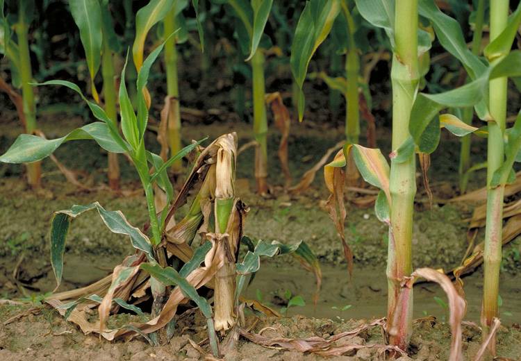 Болезни кукурузы и меры борьбы с ними фото
