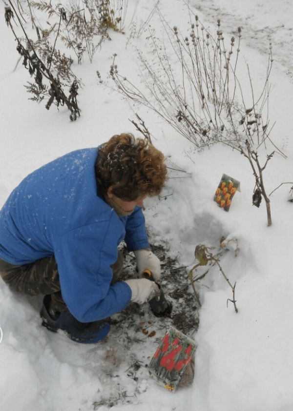 Посадка тюльпанов под снег